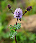 Peppermint - Mentha &times;piperita Small, lavender flowers growing in terminal clusters on purple stems with opposite, stalked leaves that have a distinct peppermint scent. Peppermint was originally treated as a species, but is now known to be a cross between Mentha aquatica (Watermint) and Mentha spicata (Spearmint).<br />
https://www.jungledragon.com/image/56759/peppermint.html Geotagged,Peppermint,Summer,United States,hybrid