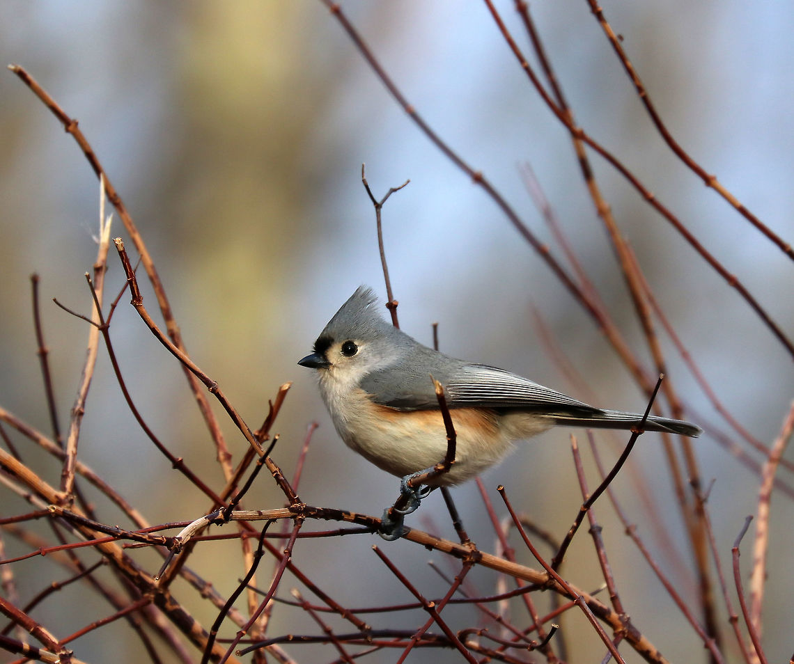 Tufted Titmouse - Baeolophus bicolor These birds are so quirky and are pretty tame.  This one, along with some friends, were having breakfast at a bird feeder. They were cute to watch as they carry away one seed at a time, eat it, and then return for more.<br />
<br />
Habitat: Rural yard<br />
<figure class="photo"><a href="https://www.jungledragon.com/image/71874/tufted_titmouse_-_baeolophus_bicolor.html" title="Tufted Titmouse - Baeolophus bicolor"><img src="https://s3.amazonaws.com/media.jungledragon.com/images/3232/71874_thumb.jpg?AWSAccessKeyId=05GMT0V3GWVNE7GGM1R2&Expires=1767225610&Signature=wmJlZfGxivaP7XGgE%2FeDU%2F9OYKc%3D" width="200" height="166" alt="Tufted Titmouse - Baeolophus bicolor These birds are so quirky and are pretty tame. This one, along with some friends, were having breakfast at a bird feeder. They were cute to watch as they carry away one seed at a time, eat it, and then return for more.<br />
<br />
Habitat: Rural yard<br />
https://www.jungledragon.com/image/71873/tufted_titmouse_-_baeolophus_bicolor.html Baeolophus bicolor,Geotagged,Tufted Titmouse,United States,Winter,bird" /></a></figure> Baeolophus bicolor,Geotagged,Tufted Titmouse,United States,Winter,bird