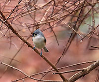Tufted Titmouse - Baeolophus bicolor These birds are so quirky and are pretty tame. This one, along with some friends, were having breakfast at a bird feeder. They were cute to watch as they carry away one seed at a time, eat it, and then return for more.<br />
<br />
Habitat: Rural yard<br />
https://www.jungledragon.com/image/71873/tufted_titmouse_-_baeolophus_bicolor.html Baeolophus bicolor,Geotagged,Tufted Titmouse,United States,Winter,bird