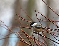 Black-capped Chickadee - Poecile atricapillus Seriously cute and curious! <br />
<br />
Habitat: Rural yard<br />
https://www.jungledragon.com/image/71877/black-capped_chickadee_-_poecile_atricapillus.html<br />
https://www.jungledragon.com/image/71876/black-capped_chickadee_-_poecile_atricapillus.html Black-capped chickadee,Geotagged,Poecile atricapillus,United States,Winter,bird