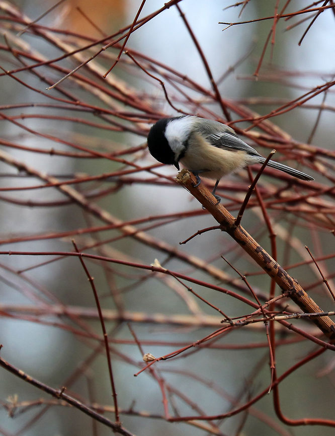 Black-capped Chickadee - Poecile atricapillus Seriously cute and curious! <br />
<br />
Habitat: Rural yard<br />
<figure class="photo"><a href="https://www.jungledragon.com/image/71877/black-capped_chickadee_-_poecile_atricapillus.html" title="Black-capped Chickadee - Poecile atricapillus"><img src="https://s3.amazonaws.com/media.jungledragon.com/images/3232/71877_thumb.jpg?AWSAccessKeyId=05GMT0V3GWVNE7GGM1R2&Expires=1763596810&Signature=0A4QwY46WmW%2FNDj5dXceujhjTSM%3D" width="200" height="156" alt="Black-capped Chickadee - Poecile atricapillus This adorable bird, was waiting for me at the birdbath this morning. It had a layer of ice on top of the water.  The bird let me get super close before retreating to a nearby bush while I broke the ice so it could get a drink. I was amazed to see several birds bathing in another birdbath in the yard a few minutes later. It was about 25 degrees F (-4 degrees C) outside!<br />
<br />
Habitat: Rural yard<br />
https://www.jungledragon.com/image/71876/black-capped_chickadee_-_poecile_atricapillus.html<br />
https://www.jungledragon.com/image/71875/black-capped_chickadee_-_poecile_atricapillus.html Black-capped chickadee,Geotagged,Poecile atricapillus,United States,Winter" /></a></figure><br />
<figure class="photo"><a href="https://www.jungledragon.com/image/71875/black-capped_chickadee_-_poecile_atricapillus.html" title="Black-capped Chickadee - Poecile atricapillus"><img src="https://s3.amazonaws.com/media.jungledragon.com/images/3232/71875_thumb.jpg?AWSAccessKeyId=05GMT0V3GWVNE7GGM1R2&Expires=1763596810&Signature=28tV2ffpvbiekOi2aoBxXhpg9GI%3D" width="200" height="156" alt="Black-capped Chickadee - Poecile atricapillus Seriously cute and curious! <br />
<br />
Habitat: Rural yard<br />
https://www.jungledragon.com/image/71877/black-capped_chickadee_-_poecile_atricapillus.html<br />
https://www.jungledragon.com/image/71876/black-capped_chickadee_-_poecile_atricapillus.html Black-capped chickadee,Geotagged,Poecile atricapillus,United States,Winter,bird" /></a></figure> Black-capped chickadee,Geotagged,Poecile atricapillus,United States,Winter,bird