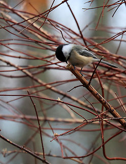Black-capped Chickadee - Poecile atricapillus Seriously cute and curious! 

Habitat: Rural yard
https://www.jungledragon.com/image/71877/black-capped_chickadee_-_poecile_atricapillus.html
https://www.jungledragon.com/image/71875/black-capped_chickadee_-_poecile_atricapillus.html Black-capped chickadee,Geotagged,Poecile atricapillus,United States,Winter,bird
