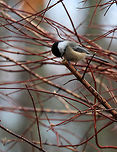 Black-capped Chickadee - Poecile atricapillus Seriously cute and curious! <br />
<br />
Habitat: Rural yard<br />
https://www.jungledragon.com/image/71877/black-capped_chickadee_-_poecile_atricapillus.html<br />
https://www.jungledragon.com/image/71875/black-capped_chickadee_-_poecile_atricapillus.html Black-capped chickadee,Geotagged,Poecile atricapillus,United States,Winter,bird