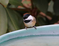 Black-capped Chickadee - Poecile atricapillus This adorable bird, was waiting for me at the birdbath this morning. It had a layer of ice on top of the water. The bird let me get super close before retreating to a nearby bush while I broke the ice so it could get a drink. I was amazed to see several birds bathing in another birdbath in the yard a few minutes later. It was about 25 degrees F (-4 degrees C) outside!<br />
<br />
Habitat: Rural yard<br />
https://www.jungledragon.com/image/71876/black-capped_chickadee_-_poecile_atricapillus.html<br />
https://www.jungledragon.com/image/71875/black-capped_chickadee_-_poecile_atricapillus.html Black-capped chickadee,Geotagged,Poecile atricapillus,United States,Winter