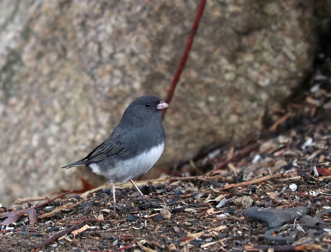 Dark-eyed Junco - Junco hyemalis This bird was a bit shy and difficult to capture. It didn&#039;t like the sound of my camera shutter. But, I managed to get a shot on one of it&#039;s trips to forage on the ground.<br />
<br />
Habitat: Rural yard Dark-eyed Junco,Geotagged,Junco hyemalis,United States,Winter,bird,junco