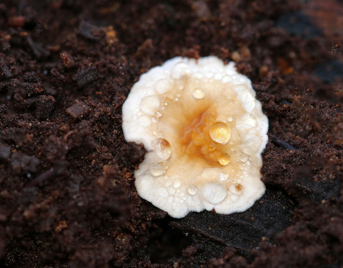 Crowded Parchment - Stereum complicatum Immature growth of crowded parchment<br />
<br />
Habitat: Spotted under a rotting log in a rural yard Geotagged,Stereum complicatum,Stereum rameale,United States,Winter,fungus