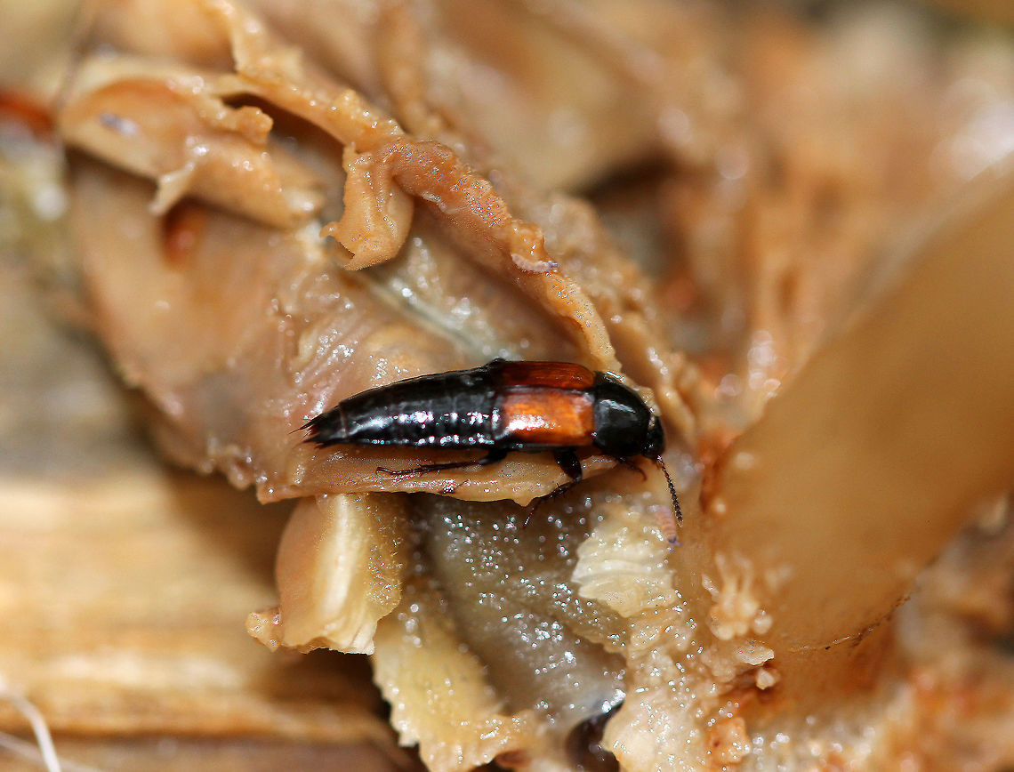 Rove Beetle - Platydracus cinnamopterus complex There are 3 subspecies in this complex. <br />
<br />
Habitat: I spotted several on a rotting mushroom in a mixed forest. Fall,Geotagged,Platydracus,Platydracus cinnamopterus,Platydracus cinnamopterus complex,United States,beetle,rove beetle