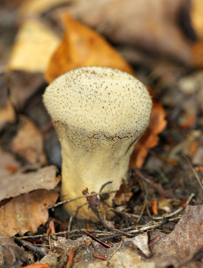 Wolf-fart Puffball - Lycoperdon perlatum This species has a substantial stem considering it's a puffball. The color was tan and it was covered in tiny brown spines.<br />
<br />
Habitat: Growing on the ground in a deciduous forest. Common puffball,Geotagged,Lycoperdon,Lycoperdon perlatum,Summer,United States,puffball