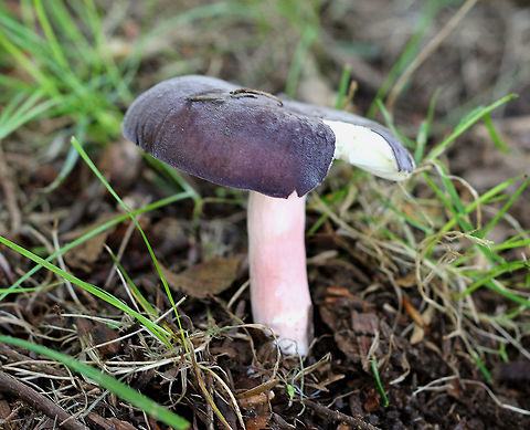 Purple-bloom Russula - Russula mariae Dark purple cap with a slight central depression and a white bloom. Pink stem and cream colored gills. Cap was 6 cm.

Habitat: Growing under a hemlock tree on the border of a mixed forest and a meadow. Geotagged,Purple-bloom Russula,Russula mariae,Summer,United States,mushroom,russula