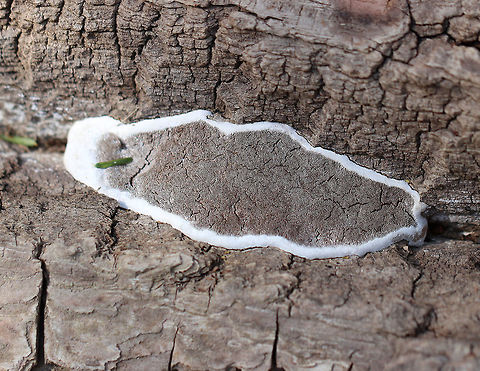 Ganoderma megaloma This bracket fungus causes white rot and butt rot on living hardwoods. It is very similar to Ganoderma applanatum, which is a European species which does not occur in the US.
https://www.jungledragon.com/image/59223/ganoderma_megaloma.html Ganoderma,Ganoderma megaloma,Geotagged,Spring,United States,fungus