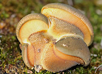 Late Fall Oysters - Sarcomyxa serotina Dry, tan-green caps with pale yellow gills and short, stub-like stems. The caps ranged in size from 3-6 cm wide, and they were fan-shaped with incurved margins. The gills were attached and looked like they were descending the stem. There were 4 of these mushrooms growing fused together.<br />
https://www.jungledragon.com/image/56931/late_fall_oysters.html Fall,Geotagged,Late oyster,Sarcomyxa serotina,United States,fungus,mushroom