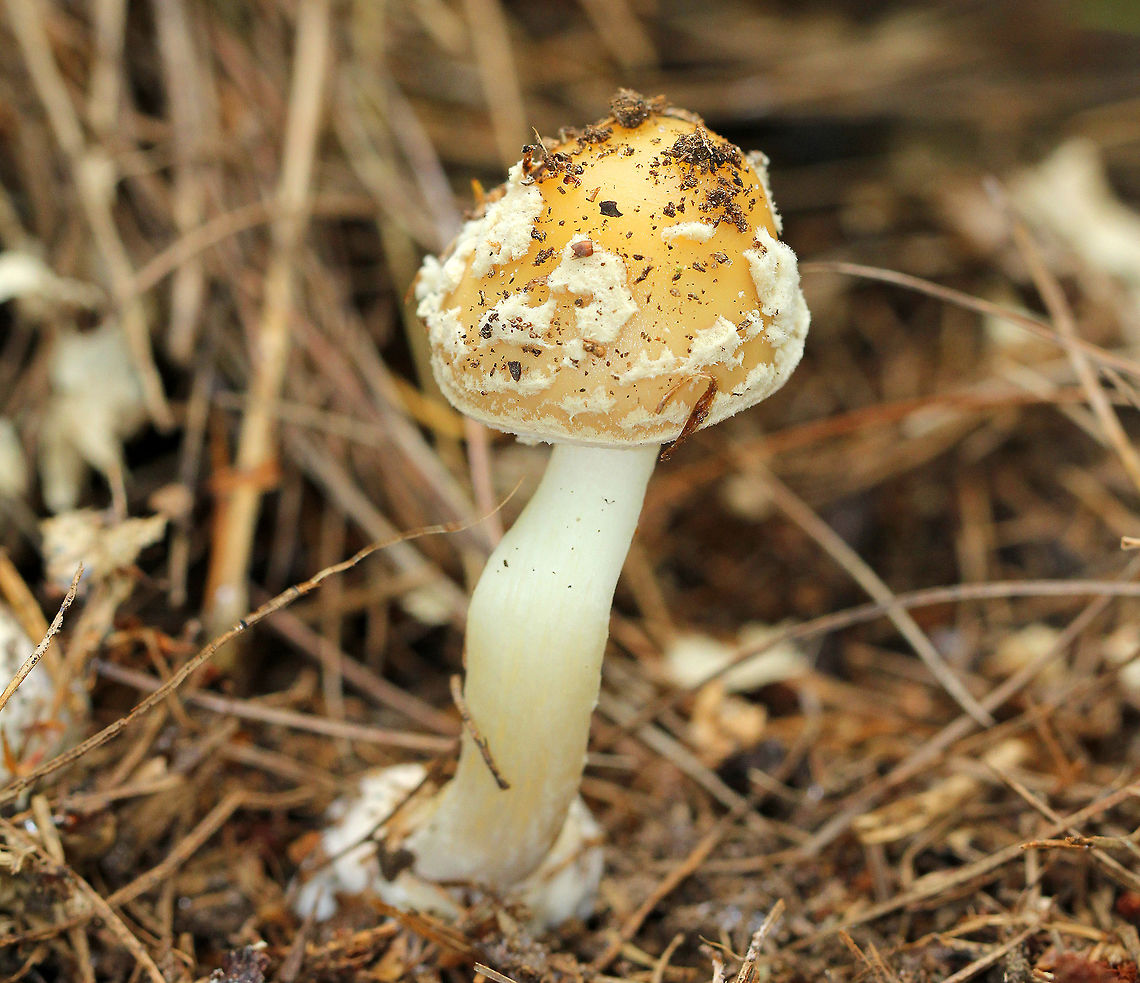 Gemmed Amanita - Amanita cf. gemmata Yellow cap with white warts that easily brush off. there was a slight collar on stem base and frosty universal veil remnants.  <br />
<br />
Habitat: Growing on the ground in a coniferous forest in an area with sandy soil and lots of pine.<br />
<br />
Notes: This mushroom species is considered toxic because it contains the same psychoactive chemical compounds (ibotenic acid and muscimol) that are found in the hallucinogenic Amanita muscaria (Fly Agaric).<br />
<br />
*The North American version of Am. gemmata is probably different than the European species. Taxonomy is uncertain at this point. Amanita,Amanita gemmata,Gemmed Amanita,Geotagged,Jewelled Amanita,Summer,United States,mushroom