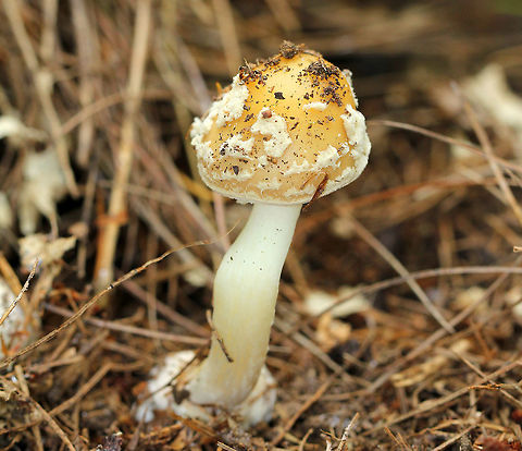 Gemmed Amanita - Amanita cf. gemmata Yellow cap with white warts that easily brush off. there was a slight collar on stem base and frosty universal veil remnants.  

Habitat: Growing on the ground in a coniferous forest in an area with sandy soil and lots of pine.

Notes: This mushroom species is considered toxic because it contains the same psychoactive chemical compounds (ibotenic acid and muscimol) that are found in the hallucinogenic Amanita muscaria (Fly Agaric).

*The North American version of Am. gemmata is probably different than the European species. Taxonomy is uncertain at this point. Amanita,Amanita gemmata,Gemmed Amanita,Geotagged,Jewelled Amanita,Summer,United States,mushroom