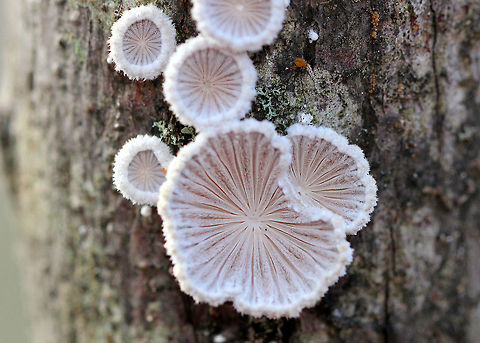 Split Gills - Schizophyllum commune Small, delicate fruiting bodies. They had fuzzy, white upper surfaces and gill-like folds on the under surfaces. The gills ranged in color from white to pinkish brown depending on age.

Habitat: Deciduous forest
https://www.jungledragon.com/image/71920/split_gills_-_schizophyllum_commune.html
 Fall,Geotagged,Schizophyllum commune,United States
