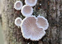 Split Gills - Schizophyllum commune Small, delicate fruiting bodies. They had fuzzy, white upper surfaces and gill-like folds on the under surfaces. The gills ranged in color from white to pinkish brown depending on age.<br />
<br />
Habitat: Deciduous forest<br />
https://www.jungledragon.com/image/71920/split_gills_-_schizophyllum_commune.html<br />
 Fall,Geotagged,Schizophyllum commune,United States