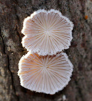 Split Gills - Schizophyllum commune 
Small, delicate fruiting bodies. They had fuzzy, white upper surfaces and gill-like folds on the under surfaces. The gills ranged in color from white to pinkish brown depending on age.

Habitat: Deciduous forest
https://www.jungledragon.com/image/71919/split_gills_-_schizophyllum_commune.html Fall,Geotagged,Schizophyllum commune,United States