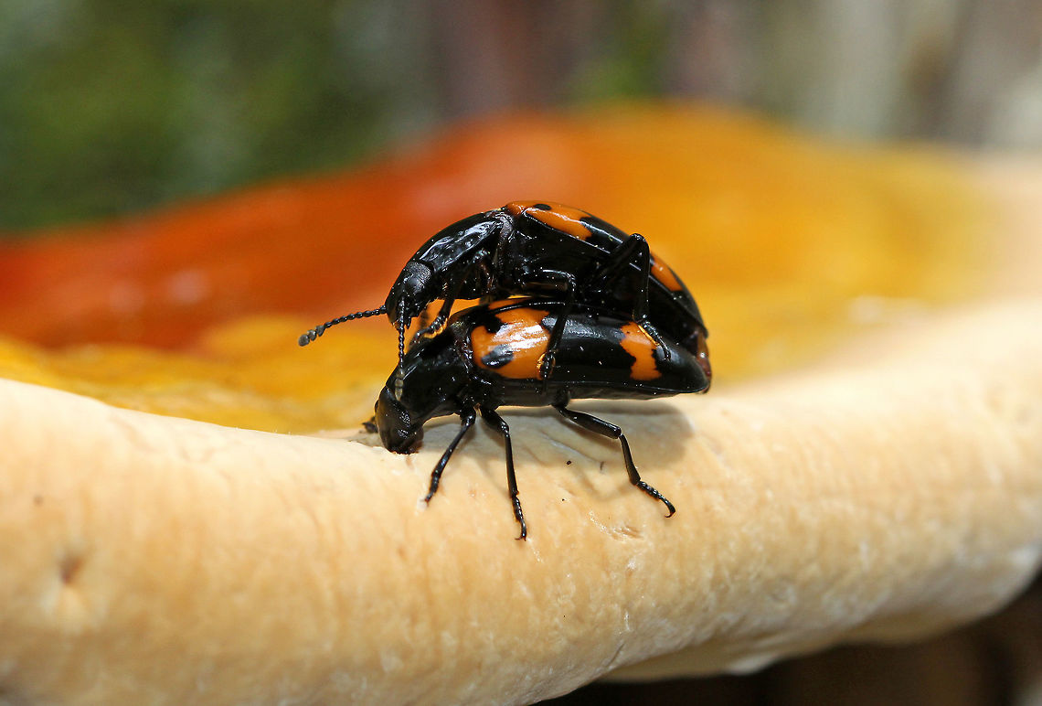 Pleasing Fungus Beetle - Megalodacne heros Adult beetles of the genus Megalodacne range in size from 9 to 22 millimeters, making them among the larger members of the family.<br />
<br />
Habitat: Eating fungi on the Appalachian Trail Geotagged,Megalodacne,Megalodacne heros,Pleasing Fungus Beetle,Spring,United States,beetle