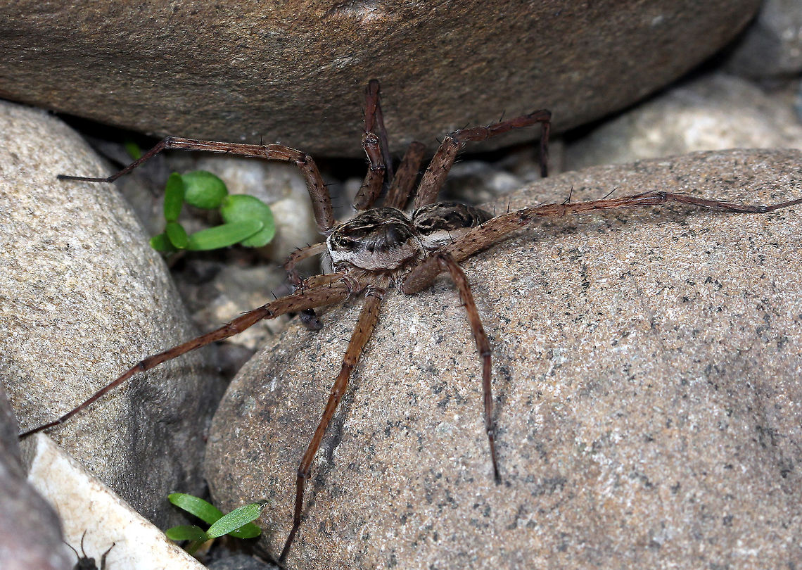Striped Fishing Spider - Dolomedes scriptus Habitat: Next to a river Dolomedes scriptus,Geotagged,Spring,Striped fishing spider,United States,spider