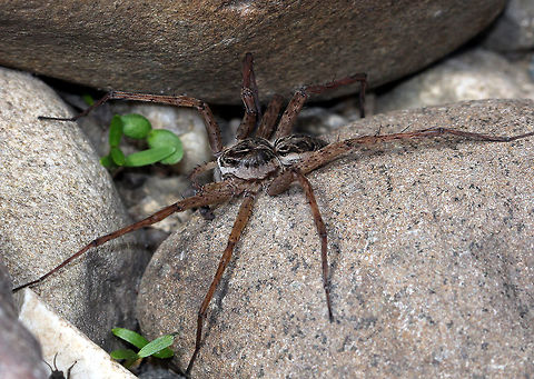 Striped Fishing Spider - Dolomedes scriptus Habitat: Next to a river Dolomedes scriptus,Geotagged,Spring,Striped fishing spider,United States,spider