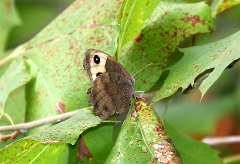 Common Wood-nymph - Cercyonis pegala  Cercyonis pegala,Common Wood-nymph,Geotagged,Summer,United States
