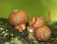 Stump Puffball - Lycoperdon pyriforme These puffballs are round when young, but become pear-shaped when mature. Also, when they are mature, they develop a central hole through which spores are liberated - usually by rain. I spotted dozens of these puffballs that were in various stages of development.<br />
https://www.jungledragon.com/image/56614/stump_puffball.html Geotagged,Lycoperdon pyriforme,Pear-shaped Puffball,Summer,United States,puffball