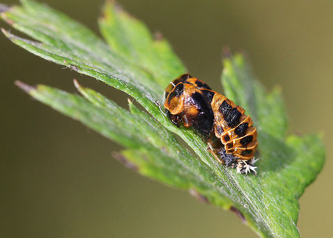 Multicolored Asian Lady Beetle Pupal Exuvia - Harmonia axyridis Elongated, dome-shaped, black and orange shed pupal skin with the spiky, branched remains of the larval skin clearly seen clinging to one end.

Habitat: "Glued" to a leaf on the edge of a deciduous forest.

 Fall,Geotagged,Harlequin Ladybird,Harmonia axyridis,United States,exuvia
