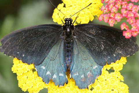 Pipevine Swallowtail - Battus philenor A tattered and dirty Pipevine Swallowtail. Battus philenor,Butterfly,Geotagged,Pipevine Swallowtail,Spring,United States