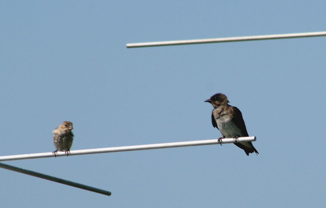 Purple Martins - Progne subis Habitat: Nesting at a coastal audubon center Geotagged,Progne subis,Summer,United States,purple martin
