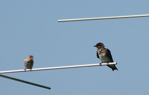 Purple Martins - Progne subis Habitat: Nesting at a coastal audubon center Geotagged,Progne subis,Summer,United States,purple martin