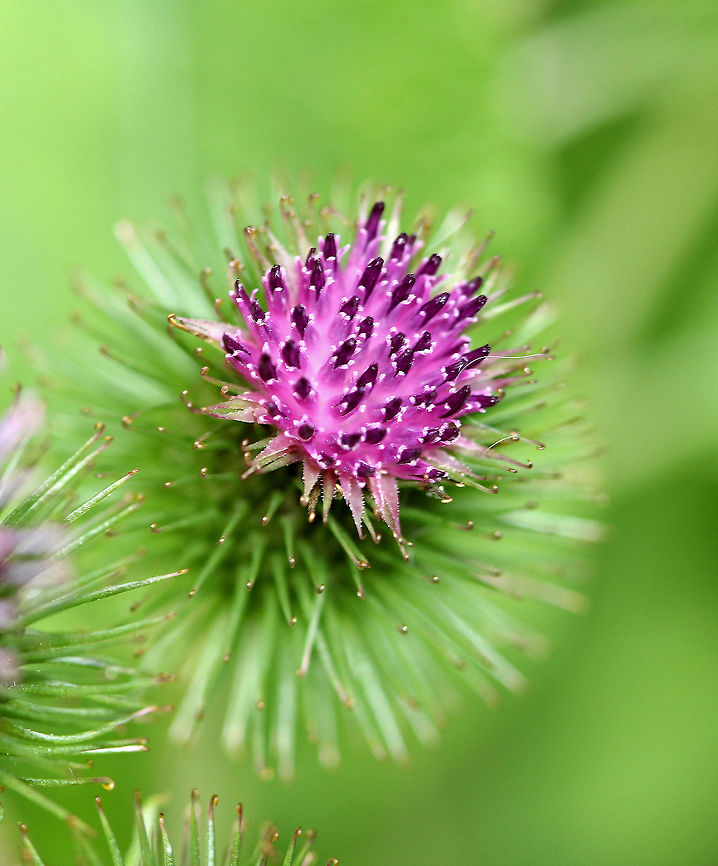 Common Burdock - Arctium minus  Arctium minus,Geotagged,Lesser burdock,Summer,United States,common burdock
