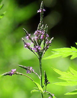 Blue Vervain - Verbena hastata Habitat: Growing on a tiny island in a river.
https://www.jungledragon.com/image/71930/blue_vervain_-_verbena_hastata.html Geotagged,Summer,United States,Verbena hastata,blue vervain,vervain