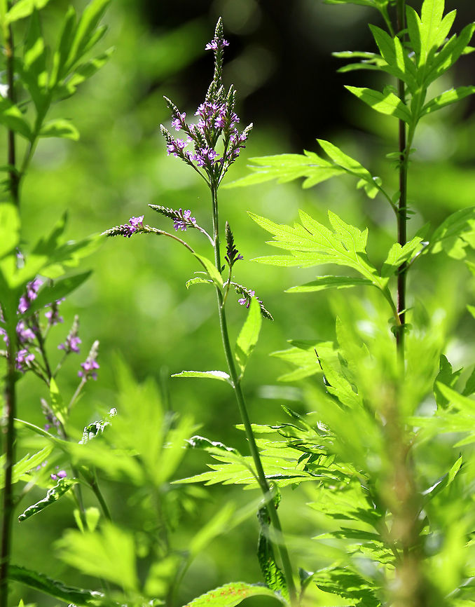 Blue Vervain - Verbena hastata <br />
Habitat: Growing on a tiny island in a river.<br />
<figure class="photo"><a href="https://www.jungledragon.com/image/71929/blue_vervain_-_verbena_hastata.html" title="Blue Vervain - Verbena hastata"><img src="https://s3.amazonaws.com/media.jungledragon.com/images/3232/71929_thumb.jpg?AWSAccessKeyId=05GMT0V3GWVNE7GGM1R2&Expires=1770854410&Signature=SRPqf0H%2B2lwbZhrNHsIhpOIo4Is%3D" width="120" height="152" alt="Blue Vervain - Verbena hastata Habitat: Growing on a tiny island in a river.<br />
https://www.jungledragon.com/image/71930/blue_vervain_-_verbena_hastata.html Geotagged,Summer,United States,Verbena hastata,blue vervain,vervain" /></a></figure><br />
 Blue Vervain,Geotagged,Summer,United States,Verbena hastata
