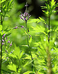 Blue Vervain - Verbena hastata <br />
Habitat: Growing on a tiny island in a river.<br />
https://www.jungledragon.com/image/71929/blue_vervain_-_verbena_hastata.html<br />
 Blue Vervain,Geotagged,Summer,United States,Verbena hastata