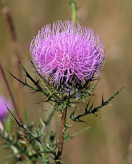 Bull Thistle - Cirsium vulgare Habitat: Large meadow at Shenandoah National Park Cirsium vulgare,Geotagged,Spear Thistle,Summer,United States,bull thistle,thistle