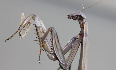 Chinese Mantis - Tenodera sinensis The Chinese mantis is a long, slender, brown and green praying mantis. It is typically longer than other praying mantises species reaching just over 11 cm and is the largest mantis species in North America. Its color can vary from overall green to brown with a green lateral stripe on the borders of the front wings.

Habitat: I spotted this mantis on my deck - it was trying to clean some debris off its leg.
https://www.jungledragon.com/image/57263/chinese_mantis_-_tenodera_sinensis.html
https://www.jungledragon.com/image/71933/chinese_mantis_-_tenodera_sinensis.html Chinese mantis,Fall,Geotagged,Tenodera sinensis,United States