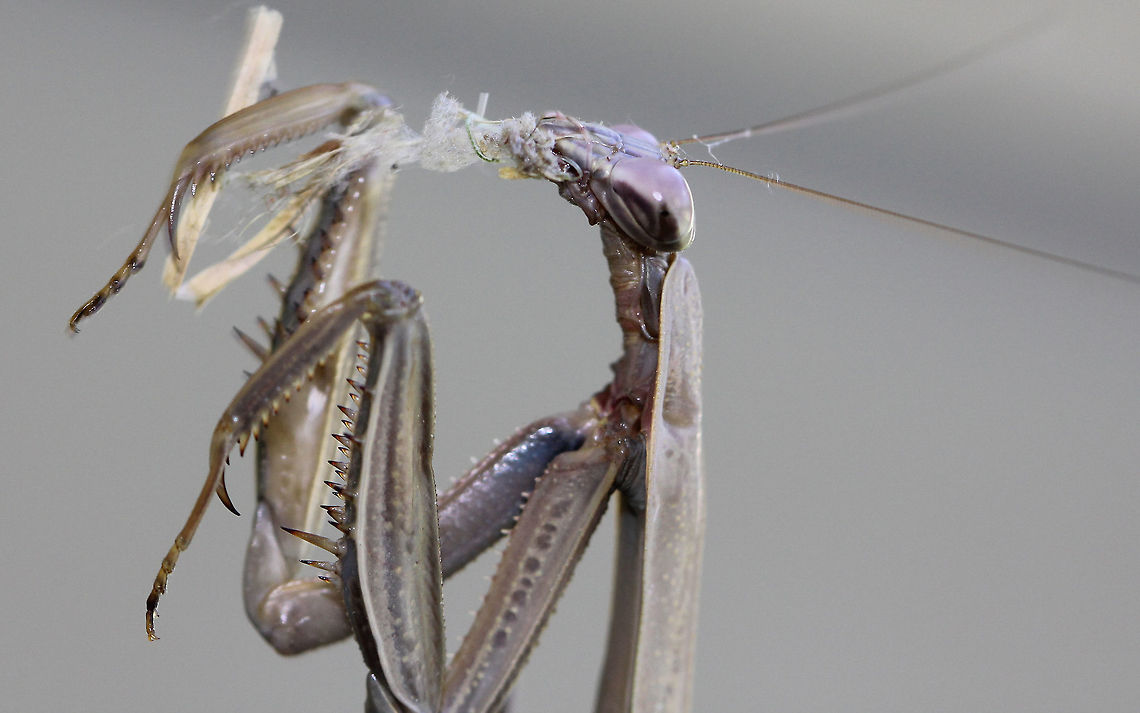 Chinese Mantis - Tenodera sinensis The Chinese mantis is a long, slender, brown and green praying mantis. It is typically longer than other praying mantises species reaching just over 11 cm and is the largest mantis species in North America. Its color can vary from overall green to brown with a green lateral stripe on the borders of the front wings.<br />
<br />
Habitat: I spotted this mantis on my deck - it was trying to clean some debris off its leg.<br />
<figure class="photo"><a href="https://www.jungledragon.com/image/71932/chinese_mantis_-_tenodera_sinensis.html" title="Chinese Mantis - Tenodera sinensis"><img src="https://s3.amazonaws.com/media.jungledragon.com/images/3232/71932_thumb.jpg?AWSAccessKeyId=05GMT0V3GWVNE7GGM1R2&Expires=1769040010&Signature=%2BW%2FHUahXQep9CcbWqqqE6cdD7KY%3D" width="200" height="122" alt="Chinese Mantis - Tenodera sinensis The Chinese mantis is a long, slender, brown and green praying mantis. It is typically longer than other praying mantises species reaching just over 11 cm and is the largest mantis species in North America. Its color can vary from overall green to brown with a green lateral stripe on the borders of the front wings.<br />
<br />
Habitat: I spotted this mantis on my deck - it was trying to clean some debris off its leg.<br />
https://www.jungledragon.com/image/57263/chinese_mantis_-_tenodera_sinensis.html<br />
https://www.jungledragon.com/image/71933/chinese_mantis_-_tenodera_sinensis.html Chinese mantis,Fall,Geotagged,Tenodera sinensis,United States" /></a></figure><br />
<figure class="photo"><a href="https://www.jungledragon.com/image/57263/chinese_mantis_-_tenodera_sinensis.html" title="Chinese Mantis - Tenodera sinensis"><img src="https://s3.amazonaws.com/media.jungledragon.com/images/3232/57263_thumb.jpg?AWSAccessKeyId=05GMT0V3GWVNE7GGM1R2&Expires=1769040010&Signature=cZWdmbx0mYx%2BiaXFZRMCzIjbnYY%3D" width="126" height="152" alt="Chinese Mantis - Tenodera sinensis The Chinese mantis is a long, slender, brown and green praying mantis. It is typically longer than other praying mantises species reaching just over 11 cm and is the largest mantis species in North America. Its color can vary from overall green to brown with a green lateral stripe on the borders of the front wings.<br />
<br />
<br />
Habitat: I spotted this mantis on my deck - it was trying to clean some debris off its leg.<br />
https://www.jungledragon.com/image/71932/chinese_mantis_-_tenodera_sinensis.html<br />
https://www.jungledragon.com/image/71933/chinese_mantis_-_tenodera_sinensis.html Chinese Mantis,Chinese mantis,Fall,Geotagged,Tenodera sinensis,United States,mantis,praying mantis" /></a></figure> Chinese mantis,Fall,Geotagged,Tenodera sinensis,United States,mantis