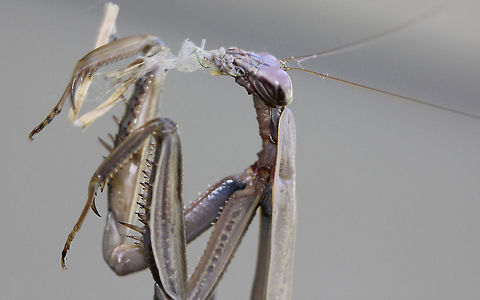 Chinese Mantis - Tenodera sinensis The Chinese mantis is a long, slender, brown and green praying mantis. It is typically longer than other praying mantises species reaching just over 11 cm and is the largest mantis species in North America. Its color can vary from overall green to brown with a green lateral stripe on the borders of the front wings.

Habitat: I spotted this mantis on my deck - it was trying to clean some debris off its leg.
https://www.jungledragon.com/image/71932/chinese_mantis_-_tenodera_sinensis.html
https://www.jungledragon.com/image/57263/chinese_mantis_-_tenodera_sinensis.html Chinese mantis,Fall,Geotagged,Tenodera sinensis,United States,mantis