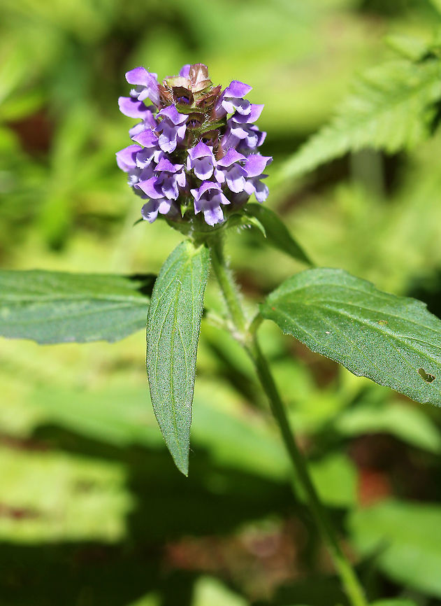 Lance Selfheal - Prunella vulgaris lanceolata The flowers grow from a square-shaped, whirled cluster. Below this club are a pair of leaves that stand out on either side. The flowers are two-lipped and tubular. The top lip is purple and the bottom lip is often white with three lobes (with the middle lobe being larger). <br />
<figure class="photo"><a href="https://www.jungledragon.com/image/57949/lance_selfheal_-_prunella_vulgaris_lanceolata.html" title="Lance Selfheal - Prunella vulgaris lanceolata"><img src="https://s3.amazonaws.com/media.jungledragon.com/images/3232/57949_thumb.jpg?AWSAccessKeyId=05GMT0V3GWVNE7GGM1R2&Expires=1763596810&Signature=H2%2FHRdEC18iO2xrIETqKZhkY2iQ%3D" width="200" height="156" alt="Lance Selfheal - Prunella vulgaris lanceolata The flowers grow from a square-shaped, whirled cluster. Below this club are a pair of leaves that stand out on either side. The flowers are two-lipped and tubular. The top lip is purple and the bottom lip is often white with three lobes (with the middle lobe being larger). <br />
https://www.jungledragon.com/image/71934/common_selfheal_-_prunella_vulgaris.html<br />
<br />
 Common Selfheal,Geotagged,Lance Selfheal,Prunella vulgaris,Prunella vulgaris lanceolata,Selfheal,Summer,United States,purple,purple wildflower" /></a></figure> Common self-heal,Geotagged,Lance Selfheal,Prunella vulgaris,Prunella vulgaris lanceolata,Summer,United States