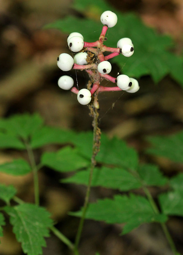 Doll's Eyes - Actaea pachypoda Leaflets are deeply saw-toothed. Above the leaves are clusters of poisonous, white berries. This plant is sometimes called Doll&#039;s Eyes because the white fruit resembles the china eyes once used in dolls. <br />
<br />
Both the berries and the entire plant are considered poisonous to humans. The berries contain cardiogenic toxins which can have an immediate sedative effect on human cardiac muscle tissue, and are the most poisonous part of the plant. Ingestion of the berries can lead to cardiac arrest and death. The berries are harmless to birds, who are the plant&#039;s primary seed dispersers. Actaea pachypoda,Doll's-eyes,Geotagged,Summer,United States,white baneberry
