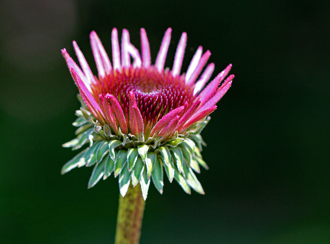 Coneflower - Echinacea purpurea Purple showy heads of composite flowers on the ends of long stems. <br />
<br />
Experimental studies show that extracts of echinacea have significant immune system stimulating activity. It may reduce the duration and severity of cold and flu symptoms. It works by enhancing the particle digestion capacity of white blood cells, which then increases their ability to attack foreign particles, such as cold and flu viruses.<br />
<figure class="photo"><a href="https://www.jungledragon.com/image/71937/coneflower_-_echinacea_purpurea.html" title="Coneflower - Echinacea purpurea"><img src="https://s3.amazonaws.com/media.jungledragon.com/images/3232/71937_thumb.jpg?AWSAccessKeyId=05GMT0V3GWVNE7GGM1R2&Expires=1767225610&Signature=KxcoVz3j4EYedtkMjl7I7y8bHuY%3D" width="200" height="164" alt="Coneflower - Echinacea purpurea Purple showy heads of composite flowers on the ends of long stems. <br />
<br />
Experimental studies show that extracts of echinacea have significant immune system stimulating activity. It may reduce the duration and severity of cold and flu symptoms. It works by enhancing the particle digestion capacity of white blood cells, which then increases their ability to attack foreign particles, such as cold and flu viruses.<br />
https://www.jungledragon.com/image/58039/coneflower.html<br />
https://www.jungledragon.com/image/71936/echinacea_purpurea.html Echinacea purpurea,Geotagged,Summer,United States" /></a></figure><br />
<figure class="photo"><a href="https://www.jungledragon.com/image/58039/coneflower_-_echinacea_purpurea.html" title="Coneflower - Echinacea purpurea"><img src="https://s3.amazonaws.com/media.jungledragon.com/images/3232/58039_thumb.jpg?AWSAccessKeyId=05GMT0V3GWVNE7GGM1R2&Expires=1767225610&Signature=eGcmk12ytWsiTYlV429qhiJYk%2BE%3D" width="200" height="144" alt="Coneflower - Echinacea purpurea Purple showy heads of composite flowers on the ends of long stems.  <br />
<br />
Experimental studies show that extracts of echinacea have significant immune system stimulating activity.  It may reduce the duration and severity of cold and flu symptoms.  It works by enhancing the particle digestion capacity of white blood cells, which then increases their ability to attack foreign particles, such as cold and flu viruses.<br />
https://www.jungledragon.com/image/71937/coneflower_-_echinacea_purpurea.html<br />
https://www.jungledragon.com/image/71936/echinacea_purpurea.html Coneflower,Echinacea,Echinacea purpurea,Geotagged,Summer,United States,flower,purple coneflower,wildflower" /></a></figure> Echinacea,Echinacea purpurea,Geotagged,Summer,United States,coneflower