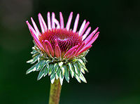 Coneflower - Echinacea purpurea Purple showy heads of composite flowers on the ends of long stems. <br />
<br />
Experimental studies show that extracts of echinacea have significant immune system stimulating activity. It may reduce the duration and severity of cold and flu symptoms. It works by enhancing the particle digestion capacity of white blood cells, which then increases their ability to attack foreign particles, such as cold and flu viruses.<br />
https://www.jungledragon.com/image/71937/coneflower_-_echinacea_purpurea.html<br />
https://www.jungledragon.com/image/58039/coneflower.html Echinacea,Echinacea purpurea,Geotagged,Summer,United States,coneflower