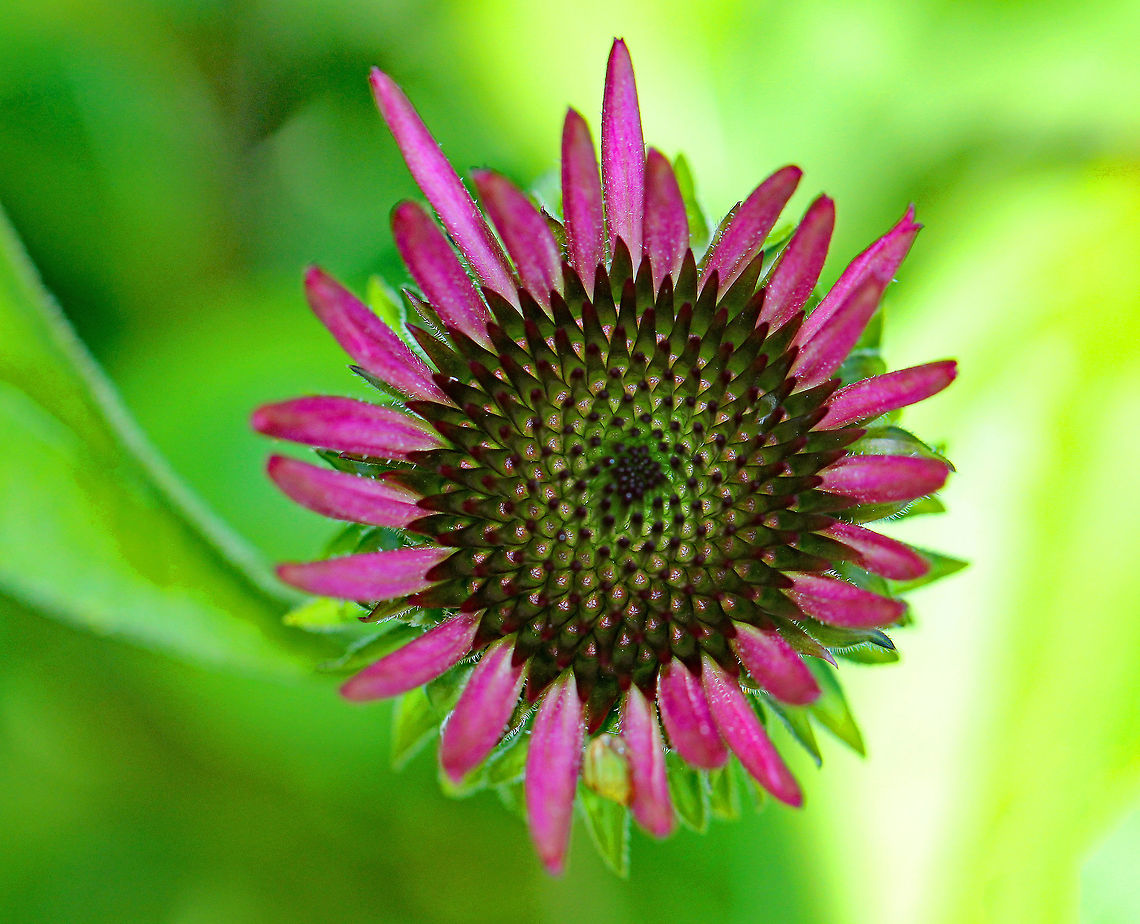 Coneflower - Echinacea purpurea Purple showy heads of composite flowers on the ends of long stems. <br />
<br />
Experimental studies show that extracts of echinacea have significant immune system stimulating activity. It may reduce the duration and severity of cold and flu symptoms. It works by enhancing the particle digestion capacity of white blood cells, which then increases their ability to attack foreign particles, such as cold and flu viruses.<br />
<figure class="photo"><a href="https://www.jungledragon.com/image/58039/coneflower_-_echinacea_purpurea.html" title="Coneflower - Echinacea purpurea"><img src="https://s3.amazonaws.com/media.jungledragon.com/images/3232/58039_thumb.jpg?AWSAccessKeyId=05GMT0V3GWVNE7GGM1R2&Expires=1759968010&Signature=6BzkIhU7RyEW48W%2Bng61mvJ5R4c%3D" width="200" height="144" alt="Coneflower - Echinacea purpurea Purple showy heads of composite flowers on the ends of long stems. <br />
<br />
Experimental studies show that extracts of echinacea have significant immune system stimulating activity. It may reduce the duration and severity of cold and flu symptoms. It works by enhancing the particle digestion capacity of white blood cells, which then increases their ability to attack foreign particles, such as cold and flu viruses.<br />
https://www.jungledragon.com/image/71937/coneflower_-_echinacea_purpurea.html<br />
https://www.jungledragon.com/image/71936/echinacea_purpurea.html Coneflower,Echinacea,Echinacea purpurea,Geotagged,Summer,United States,flower,purple coneflower,wildflower" /></a></figure><br />
<figure class="photo"><a href="https://www.jungledragon.com/image/71936/coneflower_-_echinacea_purpurea.html" title="Coneflower - Echinacea purpurea"><img src="https://s3.amazonaws.com/media.jungledragon.com/images/3232/71936_thumb.jpg?AWSAccessKeyId=05GMT0V3GWVNE7GGM1R2&Expires=1759968010&Signature=y5f3HvoKLxr9K2JjDnNZTafqiTQ%3D" width="200" height="148" alt="Coneflower - Echinacea purpurea Purple showy heads of composite flowers on the ends of long stems. <br />
<br />
Experimental studies show that extracts of echinacea have significant immune system stimulating activity. It may reduce the duration and severity of cold and flu symptoms. It works by enhancing the particle digestion capacity of white blood cells, which then increases their ability to attack foreign particles, such as cold and flu viruses.<br />
https://www.jungledragon.com/image/71937/coneflower_-_echinacea_purpurea.html<br />
https://www.jungledragon.com/image/58039/coneflower.html Echinacea,Echinacea purpurea,Geotagged,Summer,United States,coneflower" /></a></figure> Echinacea purpurea,Geotagged,Summer,United States