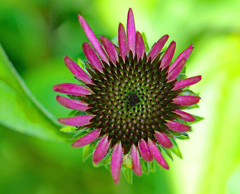 Coneflower - Echinacea purpurea Purple showy heads of composite flowers on the ends of long stems. 

Experimental studies show that extracts of echinacea have significant immune system stimulating activity. It may reduce the duration and severity of cold and flu symptoms. It works by enhancing the particle digestion capacity of white blood cells, which then increases their ability to attack foreign particles, such as cold and flu viruses.
https://www.jungledragon.com/image/58039/coneflower.html
https://www.jungledragon.com/image/71936/echinacea_purpurea.html Echinacea purpurea,Geotagged,Summer,United States