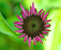Coneflower - Echinacea purpurea Purple showy heads of composite flowers on the ends of long stems. <br />
<br />
Experimental studies show that extracts of echinacea have significant immune system stimulating activity. It may reduce the duration and severity of cold and flu symptoms. It works by enhancing the particle digestion capacity of white blood cells, which then increases their ability to attack foreign particles, such as cold and flu viruses.<br />
https://www.jungledragon.com/image/58039/coneflower.html<br />
https://www.jungledragon.com/image/71936/echinacea_purpurea.html Echinacea purpurea,Geotagged,Summer,United States