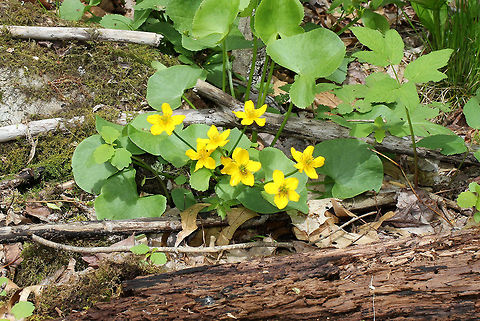 Marsh Marigold - Caltha palustris A succulent plant with heart or kidney-shaped leaves and thick, hollow stems with bright yellow flowers. Flowers typically have 5 petals. Each plant has several flowering stems.

https://www.jungledragon.com/image/57947/marsh_marigold.html Caltha palustris,Geotagged,Marigold,Marsh-marigold,Spring,United States,yellow