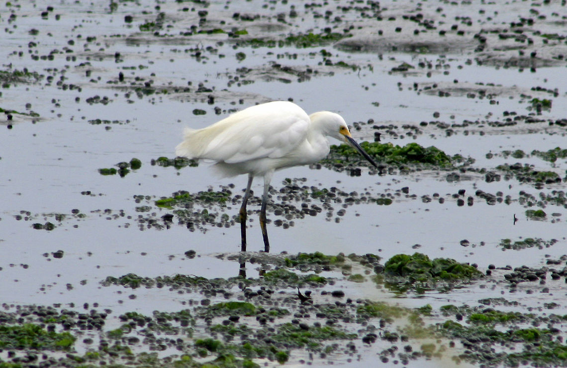 Snowy Egret - Egretta thula Habitat: Milford Point Egretta thula,Geotagged,Snowy Egret,Summer,United States,egret