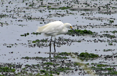 Snowy Egret - Egretta thula Habitat: Milford Point Egretta thula,Geotagged,Snowy Egret,Summer,United States,egret