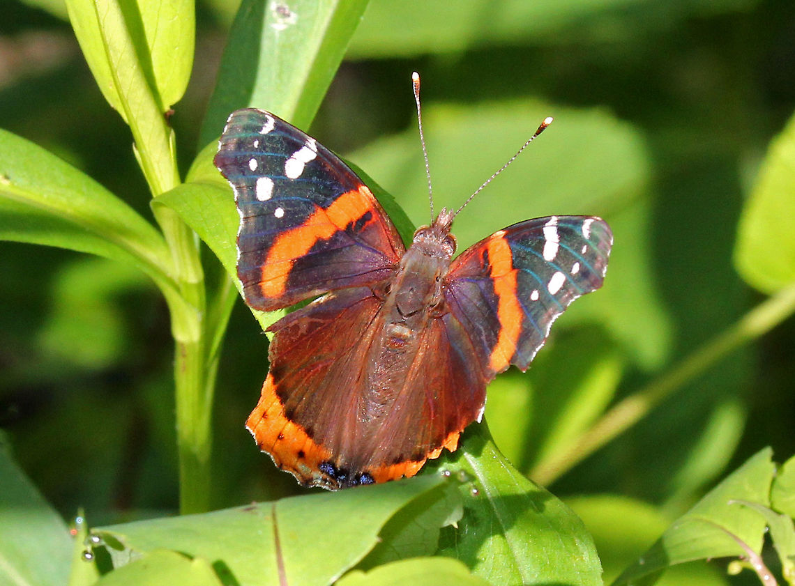 Red Admiral Butterfly - Vanessa atalanta Habitat :Resting in vegetation next to a stream. Geotagged,Red Admiral,Summer,United States,Vanessa atalanta,butterfly