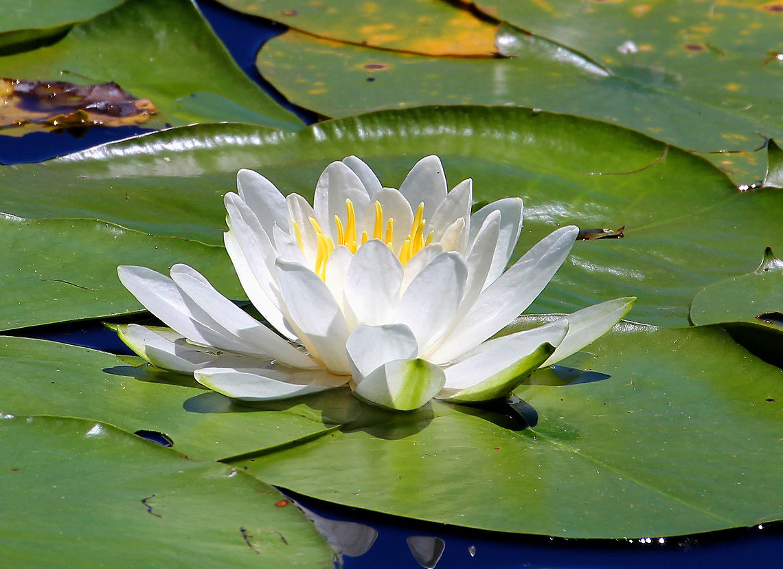 Fragrant Waterlily - Nymphaea odorata Note how oddly blue the water appears. I&#039;m not sure why - maybe just from the reflection of the sunlight... American white waterlily,Geotagged,Nymphaea odorata,Summer,United States,fragrant waterlily,water lily,water-lily,waterlily