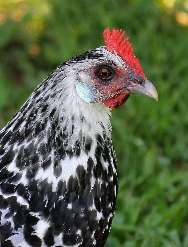 Silver Spangled Hamburg Chicken - Gallus gallus Black and white speckled feathers. Females have shorter feathers than males, gray legs, and a small red comb.<br />
<br />
Habitat: I was trying to take pictures of butterflies in a meadow when I met up with this chicken. She followed me everywhere - even into the woods a bit. She was very curious and friendly, but scared away just about every butterfly that I spotted. The nature center where I was hiking has a working farm, and they have many different kinds of free-range chickens that wander around at will - which is where I spotted this free-spirited hen. <br />
<figure class="photo"><a href="https://www.jungledragon.com/image/71970/silver_spangled_hamburg_chicken_-_gallus_gallus_domesticus.html" title="Silver Spangled Hamburg Chicken - Gallus gallus domesticus"><img src="https://s3.amazonaws.com/media.jungledragon.com/images/3232/71970_thumb.jpg?AWSAccessKeyId=05GMT0V3GWVNE7GGM1R2&Expires=1767225610&Signature=UhBe5j245Noi76iGlDwyJ%2BkDTxQ%3D" width="200" height="160" alt="Silver Spangled Hamburg Chicken - Gallus gallus domesticus <br />
Black and white speckled feathers. Females have shorter feathers than males, gray legs, and a small red comb.<br />
<br />
Habitat: I was trying to take pictures of butterflies in a meadow when I met up with this chicken. She followed me everywhere - even into the woods a bit. She was very curious and friendly, but scared away just about every butterfly that I spotted. The nature center where I was hiking has a working farm, and they have many different kinds of free-range chickens that wander around at will - which is where I spotted this free-spirited hen.<br />
https://www.jungledragon.com/image/71969/silver_spangled_hamburg_chicken_-_gallus_gallus_domesticus.html Domestic Chicken,Gallus gallus,Gallus gallus var. domesticus,Geotagged,Red junglefowl,Summer,United States" /></a></figure> Domestic Chicken,Gallus gallus,Gallus gallus var. domesticus,Geotagged,Red junglefowl,Silver Spangled Hamburg Chicken,Summer,United States,chicken,gallus,gallus gallus domesticus